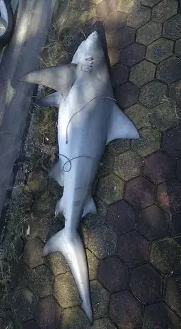 Cá Mập Bò Mắt Trắng: Đặc Điểm, Môi Trường Sống Và Nguy Hiểm ... Cá Mập Bò Mắt Trắng: Đặc Điểm, Môi Trường Sống Và Nguy Hiểm ...