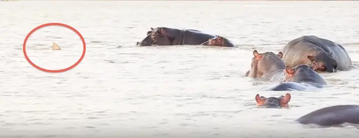 Bực Mình Vì Bị Làm Phiền, Hà Mã Tấn Công Cá Mập | Tin Nhanh Chứng ... Bực Mình Vì Bị Làm Phiền, Hà Mã Tấn Công Cá Mập | Tin Nhanh Chứng ...