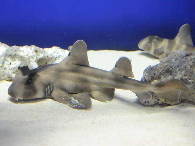 Cá Mập Đầu Bò Có Mào | Thủy Cung Oarai Thuộc Quận Ibaraki Thuộc ...