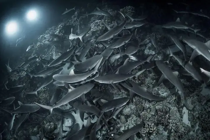 Cá Mập Đẻ Trứng Hay Đẻ Con?