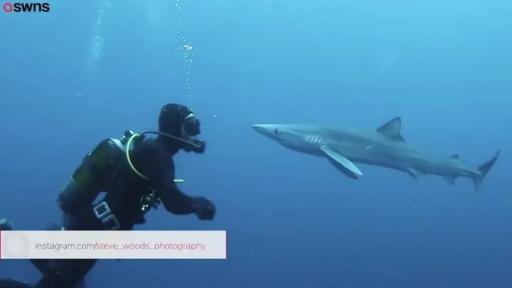 Cá Mập Há Miệng 'hôn' Trán Thợ Lặn Dưới Biển