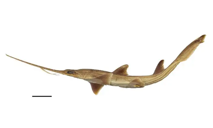 Phát Hiện Hai Loài Cá Mập Lưỡi Cưa Sáu Mang Mới - Báo Vnexpress Phát Hiện Hai Loài Cá Mập Lưỡi Cưa Sáu Mang Mới - Báo Vnexpress