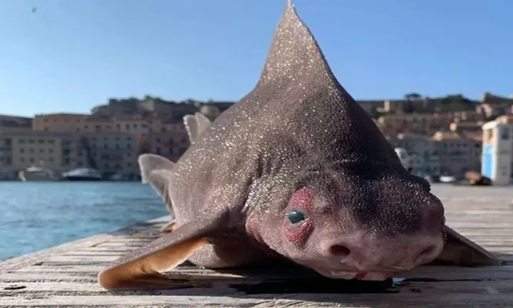Loài Cá Mập Có Gương Mặt Lợn - Báo Vnexpress Loài Cá Mập Có Gương Mặt Lợn - Báo Vnexpress