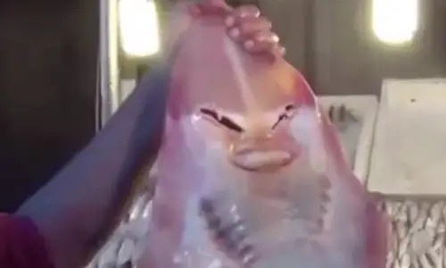 Lạ Kỳ Cá Mập Mặt Người Sa Lưới Ngư Dân | Báo Điện Tử Tiền Phong Lạ Kỳ Cá Mập Mặt Người Sa Lưới Ngư Dân | Báo Điện Tử Tiền Phong