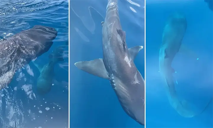 Lần Đầu Tiên Ghi Hình Cặp Cá Mập Miệng To