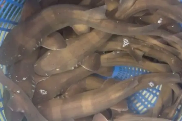 Cá Mập Sữa – 37.000₫ | Món Ngon & Cách Chế Biến