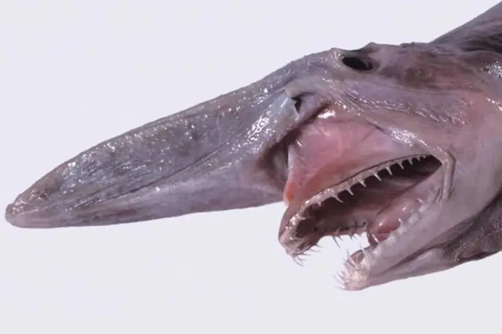 Một Loài Cá Có Vẻ Ngoài Xấu Xí Đến Kỳ Lạ