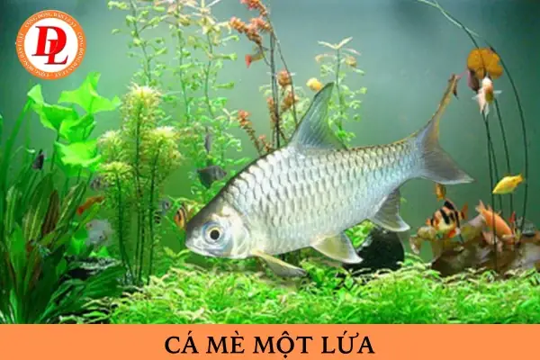 Cá Mè Một Lứa Là Gì? Điều Kiện Để Người Dưới 18 Tuổi Là Đồng Phạm ...