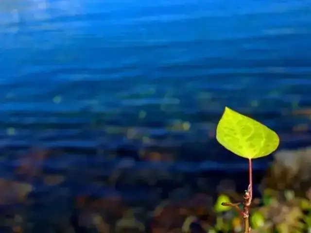 Lưu Ý Khi Ăn Cá Mè 1 Lứa