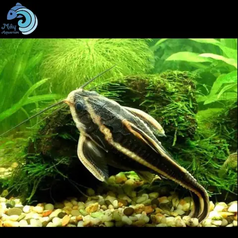 Cá Mèo Sọc Dưa – Mayaqua