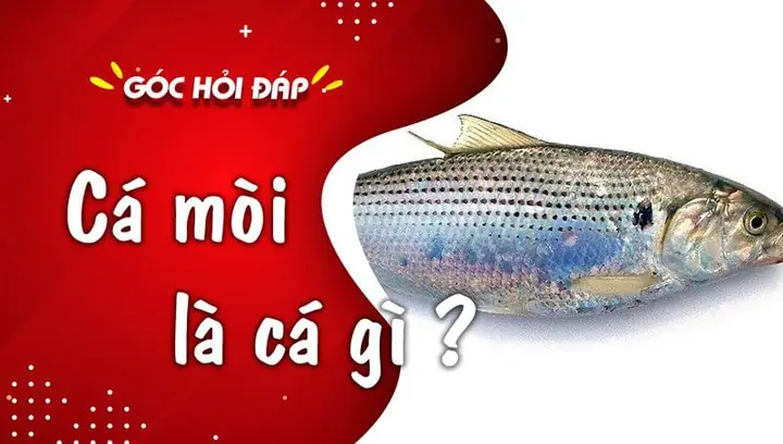 Cá Mòi Là Cá Gì? Làm Gì Ngon? Giá Bao Nhiêu? Cá Mòi Là Cá Gì? Làm Gì Ngon? Giá Bao Nhiêu?