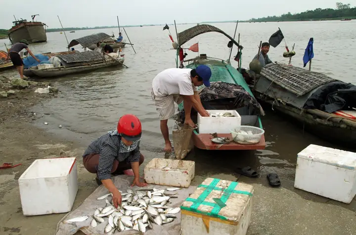 Mùa Cá Mòi Bơi Từ Biển Về Sông Hồng - Báo Vnexpress Đời Sống Mùa Cá Mòi Bơi Từ Biển Về Sông Hồng - Báo Vnexpress Đời Sống