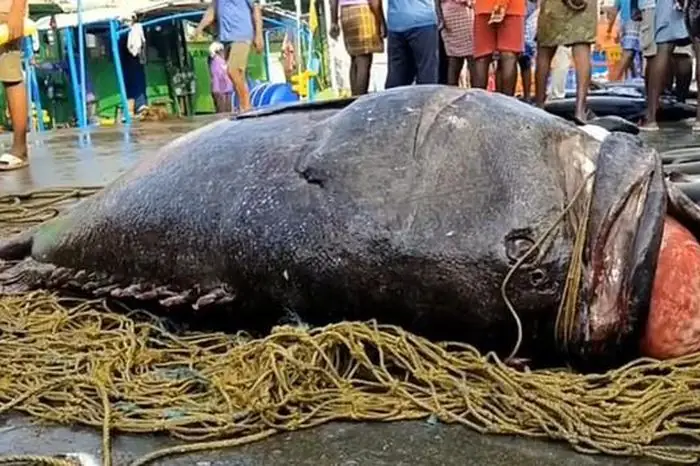 Ngư Dân Bắt Được Cá Mú Khổng Lồ Quý Hiếm, Nặng 450kg Trên Biển ... Ngư Dân Bắt Được Cá Mú Khổng Lồ Quý Hiếm, Nặng 450kg Trên Biển ...