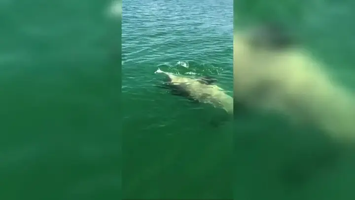 Cá Mú Khổng Lồ Ăn Thịt Cá Mập Cá Mú Khổng Lồ Ăn Thịt Cá Mập