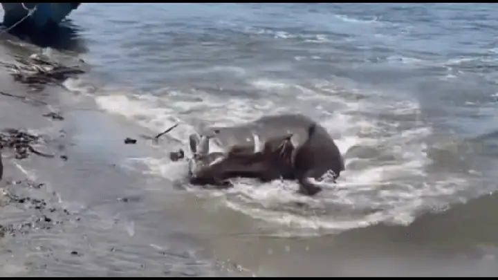 Làng Chài Reo Hò Vì Bắt Được Cá Mú Khổng Lồ Làng Chài Reo Hò Vì Bắt Được Cá Mú Khổng Lồ