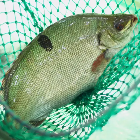 Cá Mú Úc – 49.000₫ | Cách Chế Biến & Bảo Quản Đúng