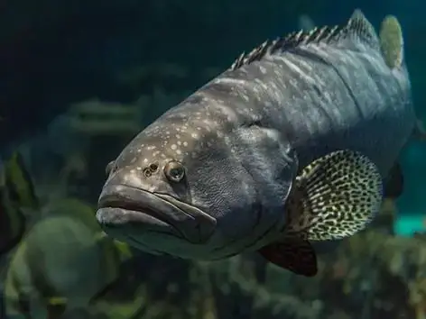 Quản Lý Môi Trường Nước Trong Ao Nuôi