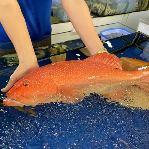 Cá Mú Đỏ Tươi Sống - Hải Sản Hoàng Gia Cá Mú Đỏ Tươi Sống - Hải Sản Hoàng Gia