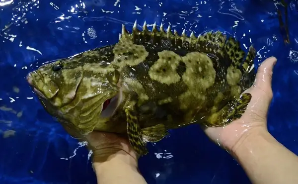 Cá Mú Bao Nhiêu Tiền 1kg? Giá Cá Mú Hôm Nay Cá Mú Bao Nhiêu Tiền 1kg? Giá Cá Mú Hôm Nay