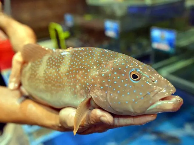 Cá Mú Sao Xanh – 95.000₫ | Gợi Ý Chế Biến Món Ngon & Bảo Quản Cá Mú Sao Xanh – 95.000₫ | Gợi Ý Chế Biến Món Ngon & Bảo Quản