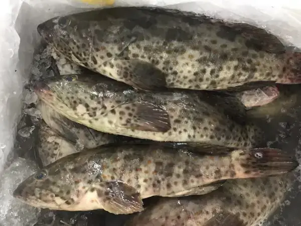 Cá Mú Tiếng Anh Là Gì? Khám Phá Về Loài Cá Đặc Biệt - Aquatech