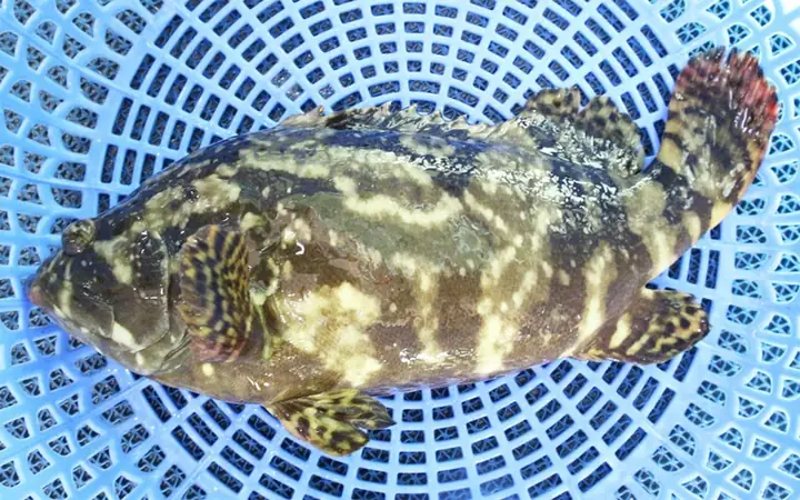 Cá Mú Tiếng Anh Là Gì Cá Mú Tiếng Anh Là Gì