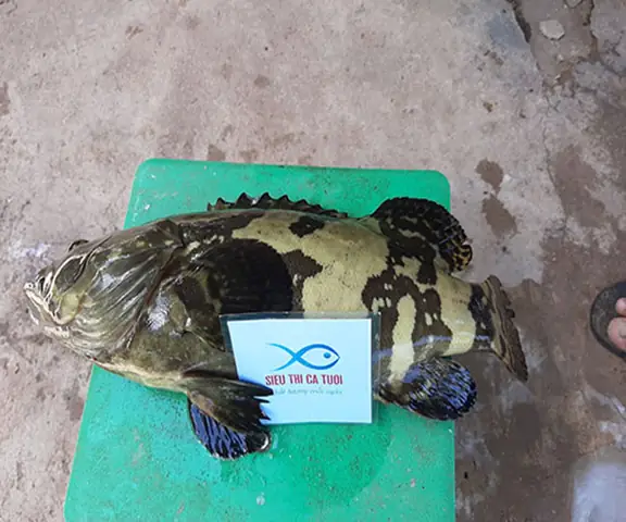 Hiệu Quả Mô Hình Nuôi Cá Mú Trân Châu Thương Phẩm