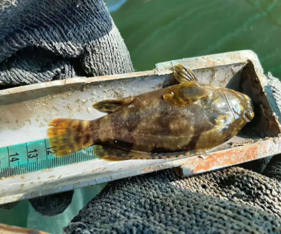 Giống Cá Mú Trân Châu Chất Lượng.