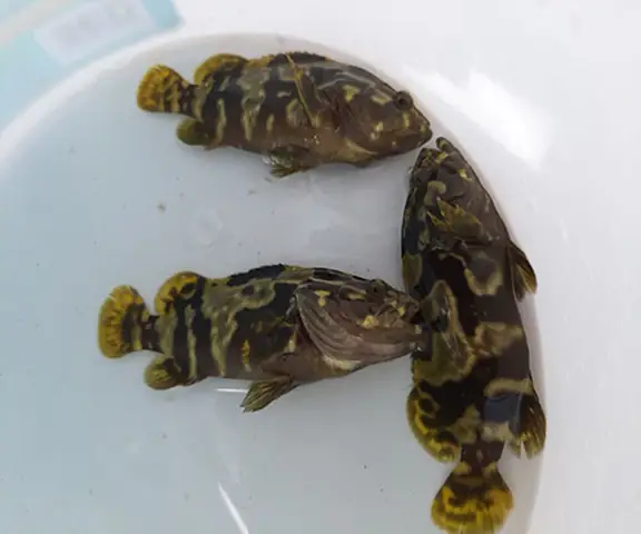 Giống Cá Mú Trân Châu Chất Lượng.