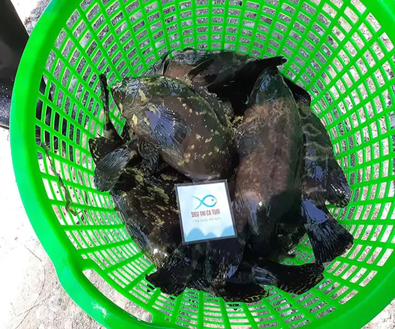 Hiệu Quả Mô Hình Nuôi Cá Mú Trân Châu Thương Phẩm