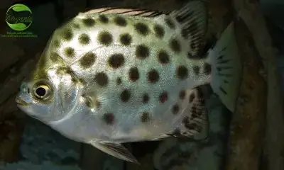 Cá Nâu Là Cá Gì? Tìm Hiểu Thông Tin Về Cá Nâu