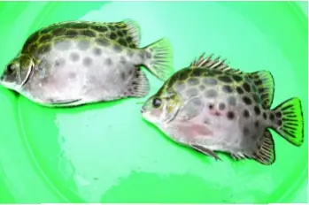 Triển Vọng Nuôi Cá Nâu – Tạp Chí Thủy Sản Việt Nam