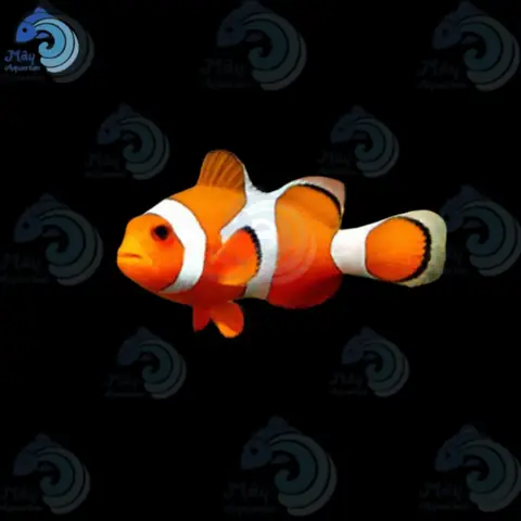 Cá Nemo Tự Nhiên – Mayaqua Cá Nemo Tự Nhiên – Mayaqua