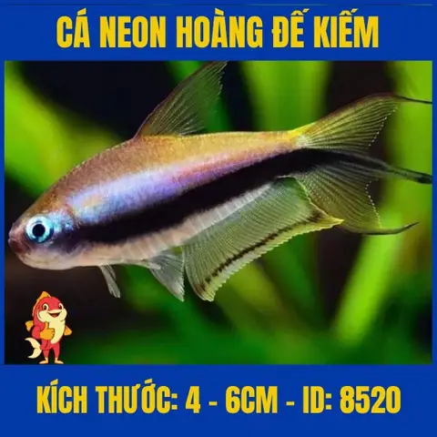 Cá Neon Hoàng Đế Cối - Cá Cảnh Thủy Sinh Trung Tín Cá Neon Hoàng Đế Cối - Cá Cảnh Thủy Sinh Trung Tín