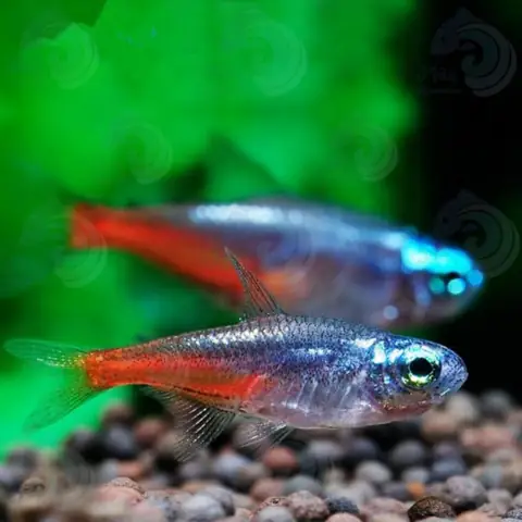 Cá Neon Kim Cương Cá Neon Kim Cương