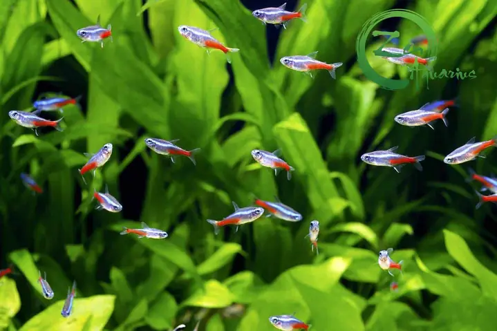 Cách Nuôi Cá Neon Lên Màu Đẹp Không Bị Chết | Zen Aquarius Cách Nuôi Cá Neon Lên Màu Đẹp Không Bị Chết | Zen Aquarius
