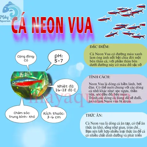 Hướng Dẫn Chăm Sóc Cá Neon Vua ( Từ A- Z) – Mayaqua Hướng Dẫn Chăm Sóc Cá Neon Vua ( Từ A- Z) – Mayaqua