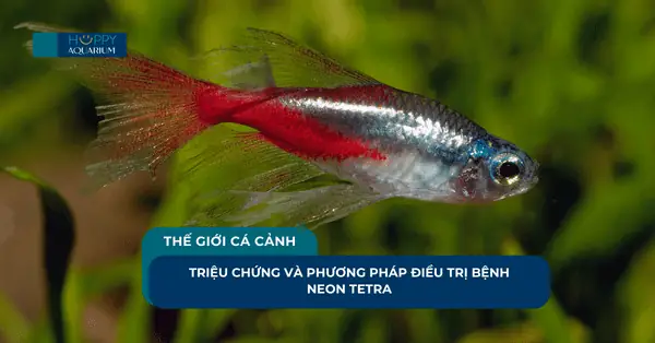 Triệu Chứng Và Phương Pháp Điều Trị Bệnh Neon Tetra Triệu Chứng Và Phương Pháp Điều Trị Bệnh Neon Tetra