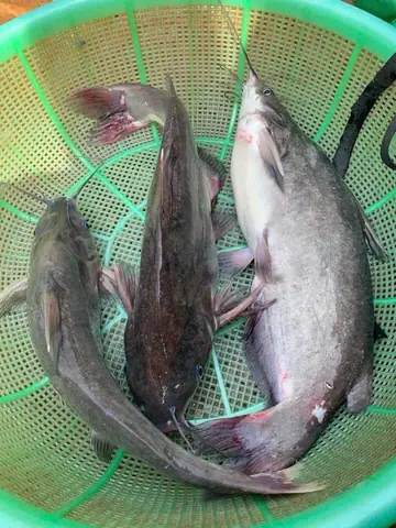 Cá Ngạnh Sông - Bác Tôm & Farms Cá Ngạnh Sông - Bác Tôm & Farms