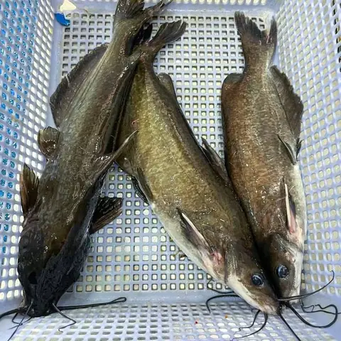 Báo Giá Cá Ngạnh Sông Tươi Sống Tại Hà Nội Báo Giá Cá Ngạnh Sông Tươi Sống Tại Hà Nội