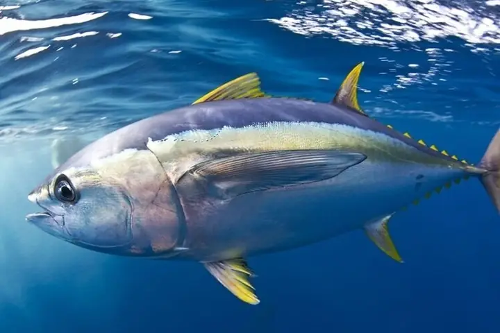Cá Ngừ Đại Dương Có Mấy Loại, Giá Bán Bao Nhiêu? Chế Biến Món Gì ...
