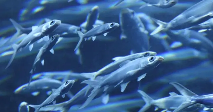 Loài Cá Ngủ Như Thế Nào? | Báo Dân Trí