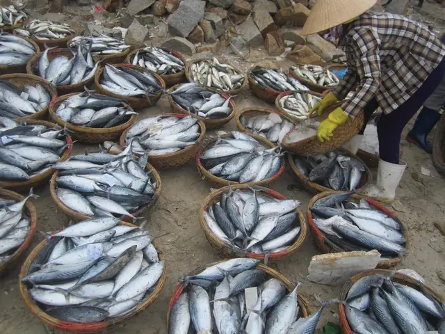 Không Phải Những Con Cá Ngừ Đại Dương Hàng Trăm Ký Lô, Thời Gian Này Nhiều Ngư Dân Vùng Biển Miền Đông Nam Bộ Đang Vào Mùa Đánh Bắt Loại Cá Ngừ Nhỏ Hơn, Cá Ngừ Sọc Dưa. Dù Giá Trị Kinh Tế Thấp Nhưng May Mắn Có Sản Lượng Lớn, Cá Ngừ Sọc Dưa Vẫn Mang Tới Nguồn Thu Nhập Lớn Cho Ngư Dân Dịp Đầu Năm 2024.