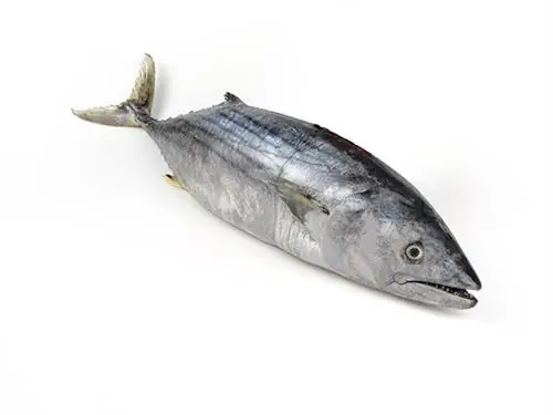 Cá Ngừ Tiếng Anh Là Gì