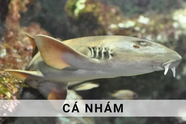 Cá Nhám Là Loài Cá Gì, Có Ăn Được Không? Cá Nhám Có Phải Cá Mập ...