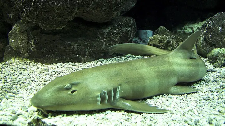 Cá Nhám Là Cá Gì, Có Phải Là Cá Mập Không? Cá Nhám Bao Nhiêu 1kg? Cá Nhám Là Cá Gì, Có Phải Là Cá Mập Không? Cá Nhám Bao Nhiêu 1kg?