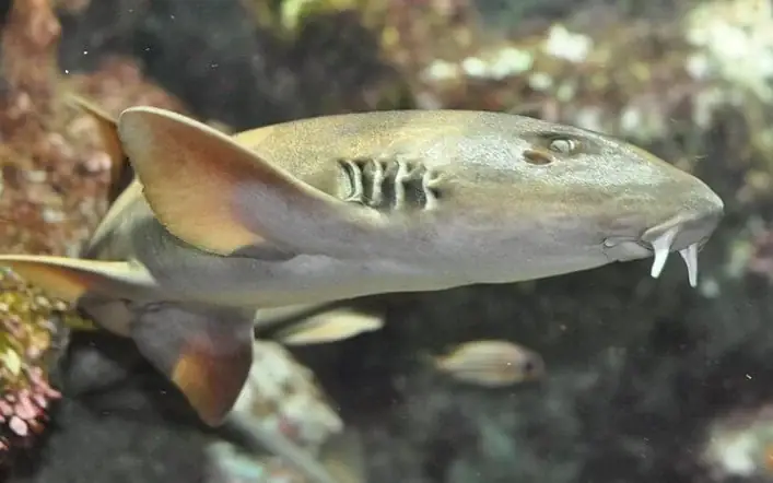 Cá Nhám Là Cá Gì Và Cá Nhám Có Phải Là Cá Mập Không? Cá Nhám Là Cá Gì Và Cá Nhám Có Phải Là Cá Mập Không?