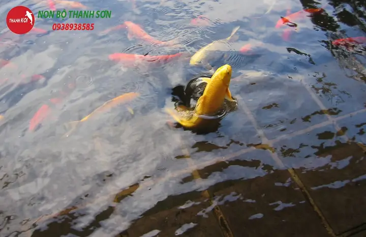 Hiện Tượng Cá Nhảy Lên Mặt Nước Báo Hiệu Điều Gì ? Năm 2025