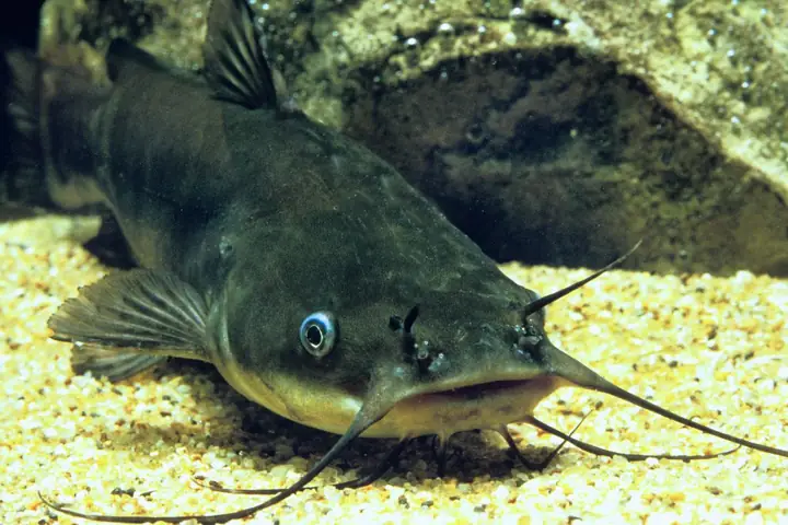 Công Cụ Săn Mồi Độc Đáo Của Cá Nheo Châu Âu