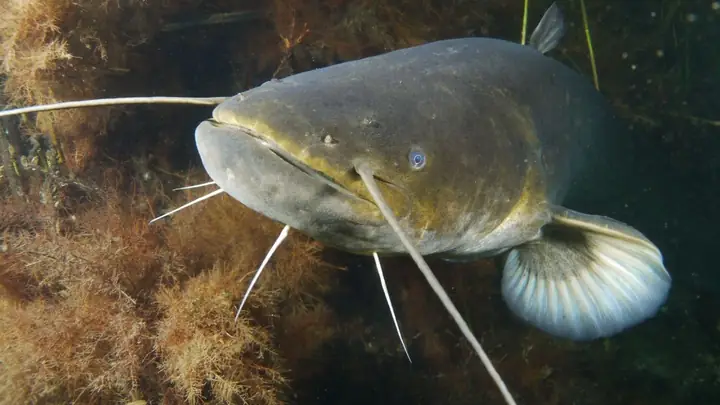 Cá Nheo Là Cá Gì? Có Phải Cá Trê Không? Cá Nheo Nấu Món Gì Ngon ...